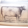 Atlas image of a shorthorn cow