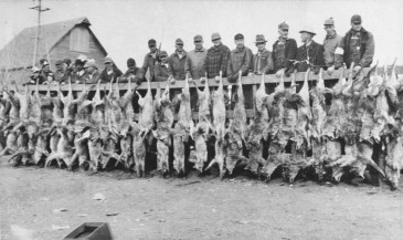 Hunters with their caught coyotes