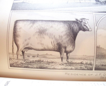 Atlas image of a shorthorn cow