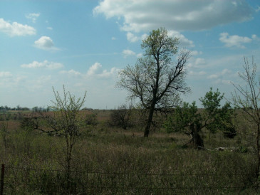 Current Photograph of the north side of the Common Pasture