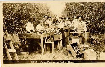 Orchard workers packing apples in Parker, KS