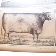 Atlas image of a shorthorn cow