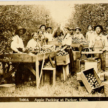 Orchard workers packing apples in Parker, KS